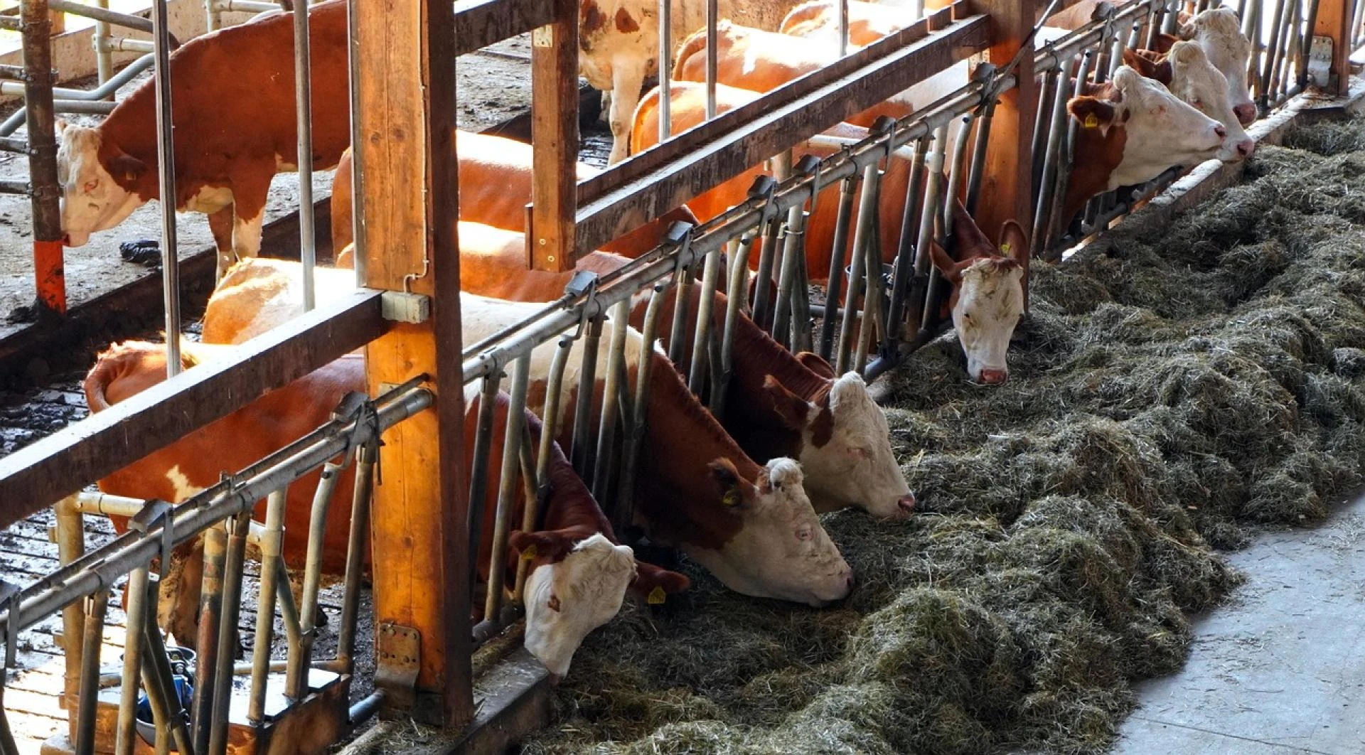 How Does a Vet Cattle Crush Improve On Farm Treatment Efficiency?