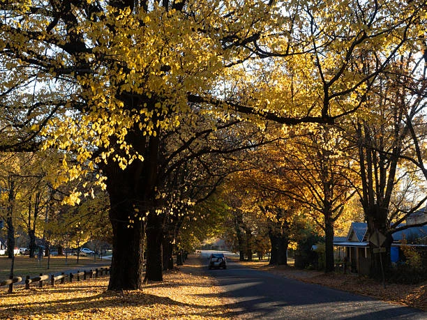 How to Identify and Treat Common Diseases in Golden Elm Trees