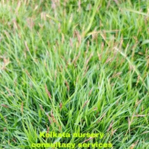 Why Your Mexican Lawn Grass Supplier Matters More Than You Think?