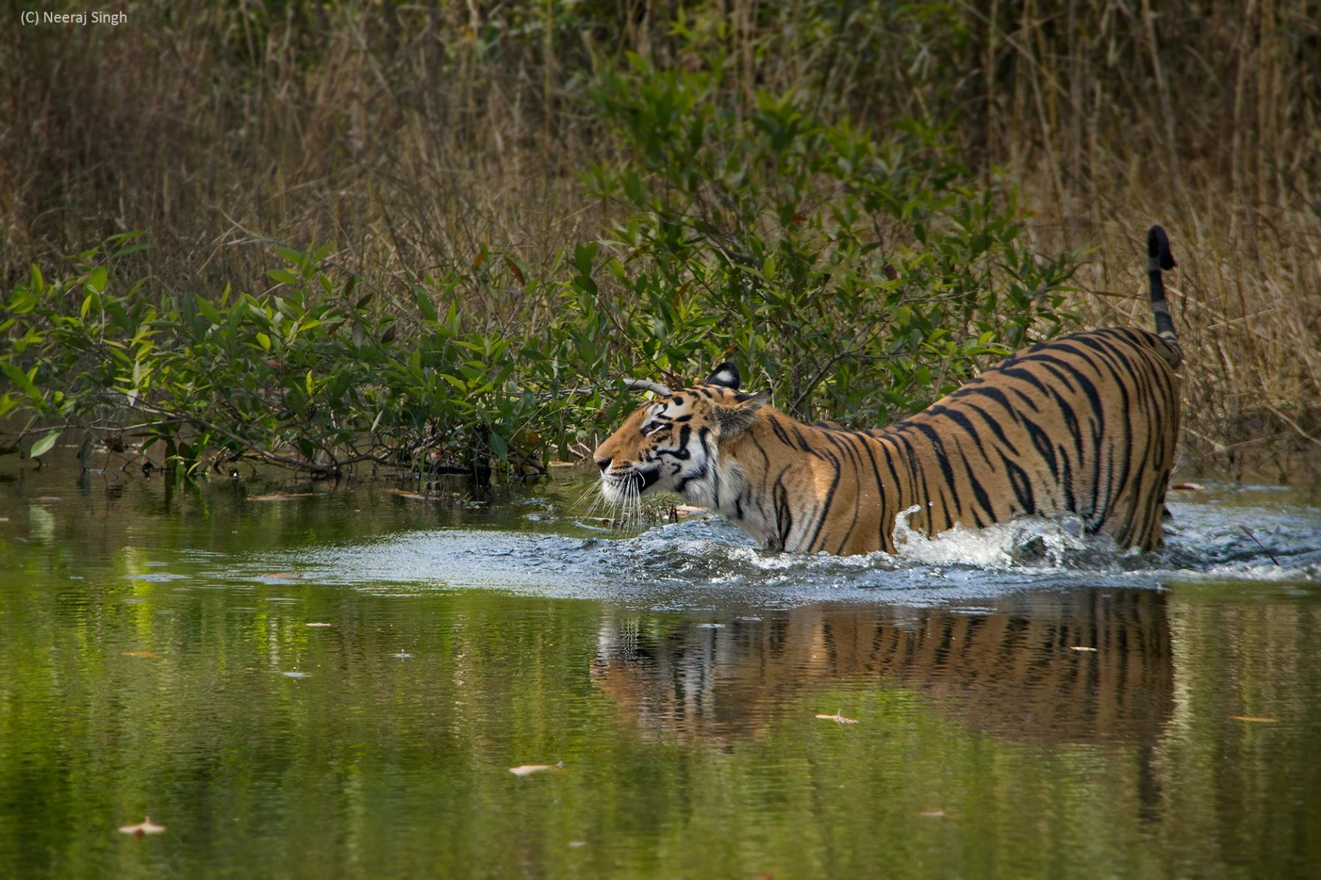 My Unforgettable Encounter with a Royal Bengal Tiger in Bandhavgarh