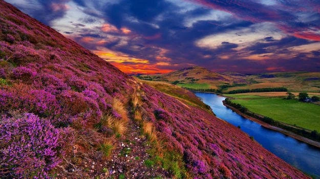 Discover the Valley of Flowers Trek: A Himalayan Floral Wonderland