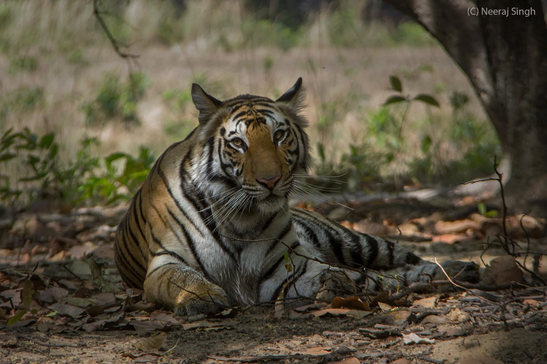 Unleash Your Wild Side: Thrilling Tiger Safari & Photography Tours in Bandhavgarh National Park