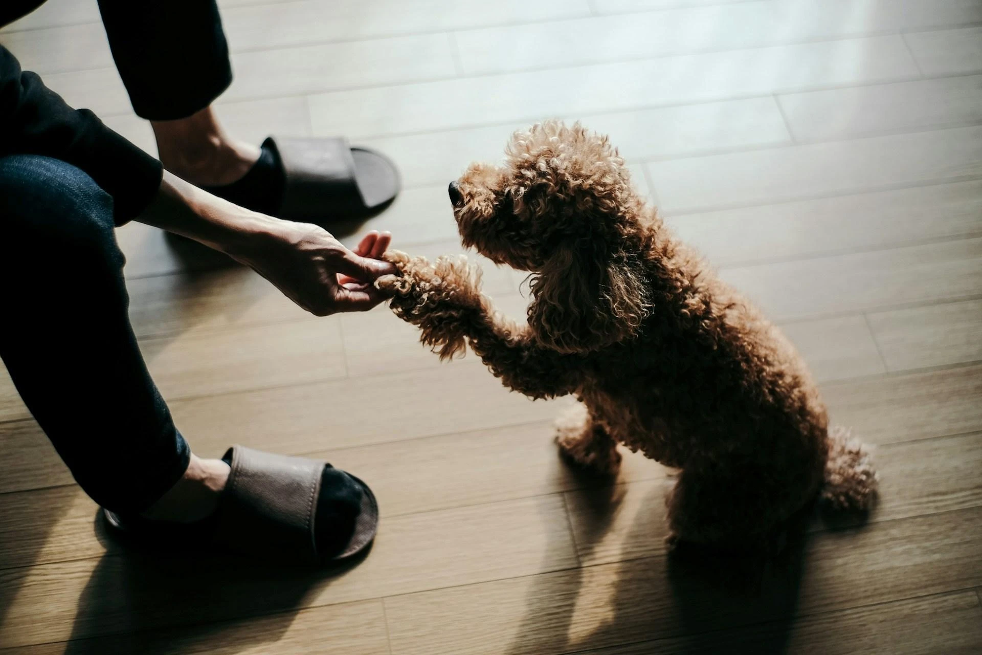Too Busy or Overwhelmed? Here's How Pet Services Can Fit into Your Routine