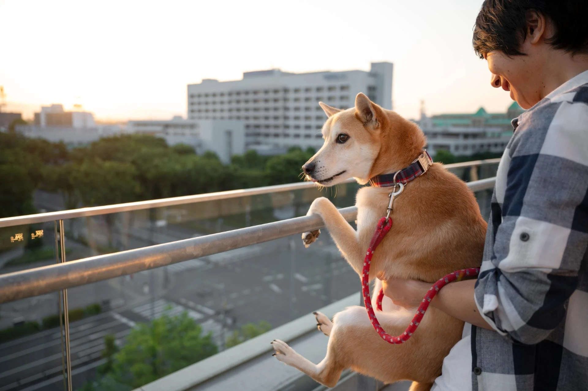 Your Guide to Finding a Trusted Vet in North Las Vegas