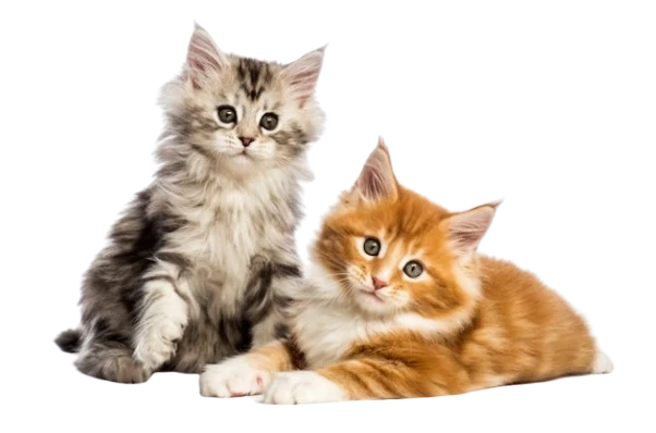 Top Picks for Happy Pets: How PetCaresPlus Finds the Best Treats Online