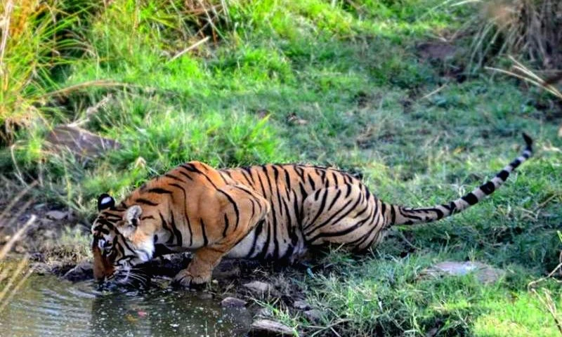 Location Matters: Picking the Best Resort in Ranthambore