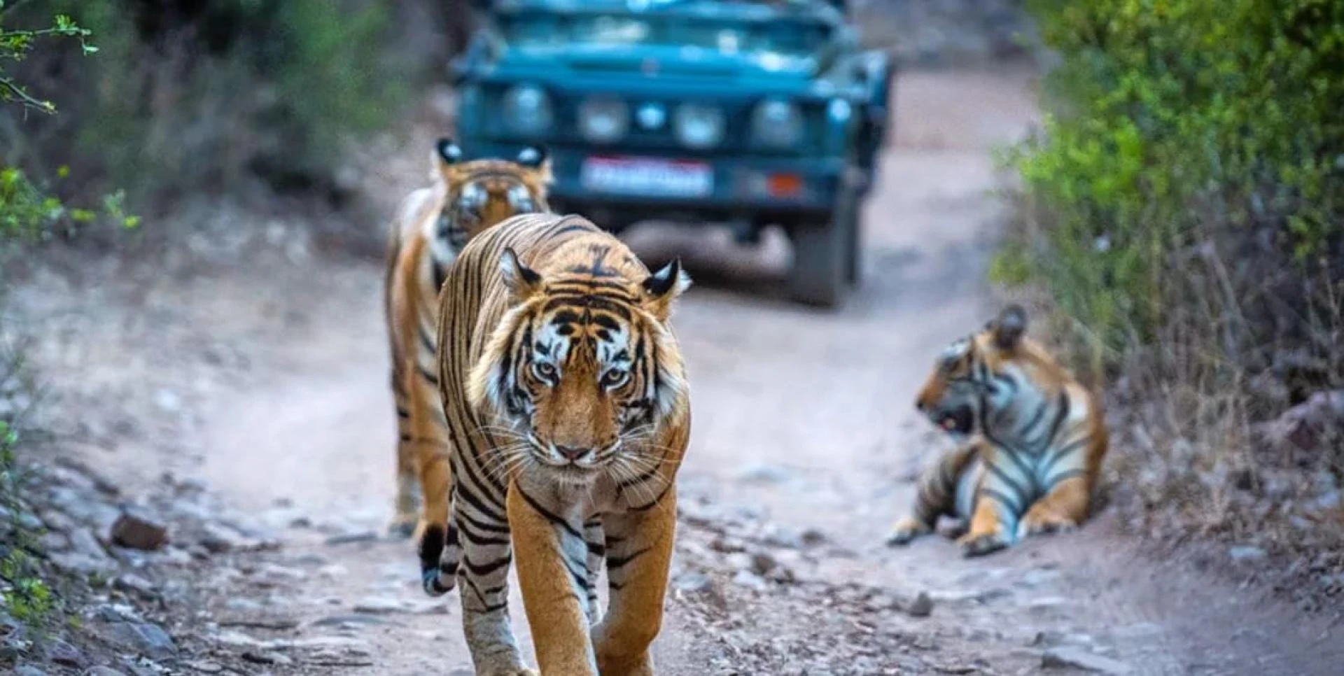 Top Things to Do on a Rajasthan Wildlife Sightseeing Tour