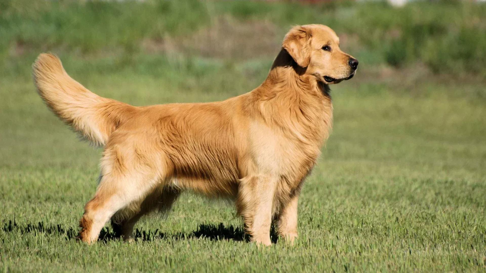 Friendliest Dog Breeds: The Ultimate List for Families and Pet Lovers