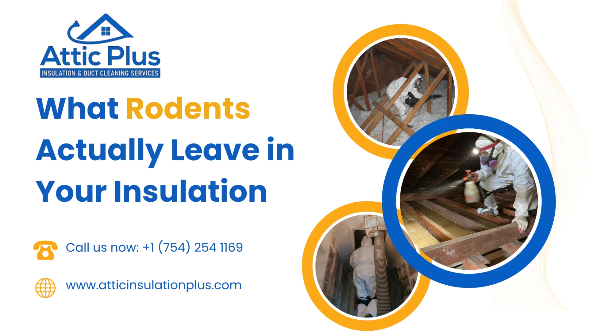 What Rodents Actually Leave in Your Insulation