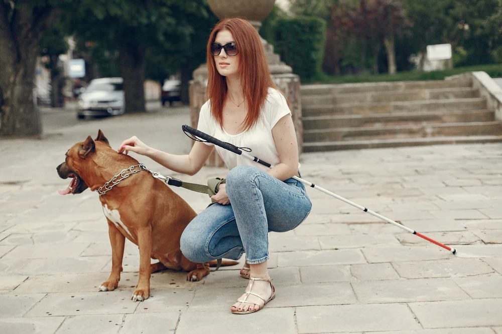 Flirt Pole Dog Training: How to Improve Your Pet’s Fitness & Focus