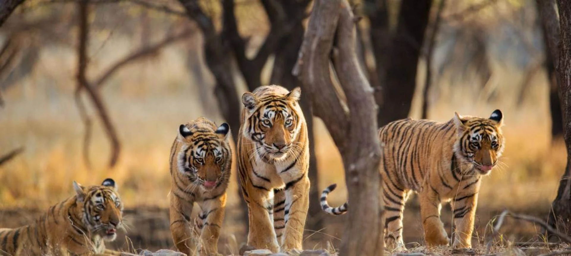 Why Tiger Safari Bandhavgarh Should Be on Every Wildlife Lover’s Bucket List