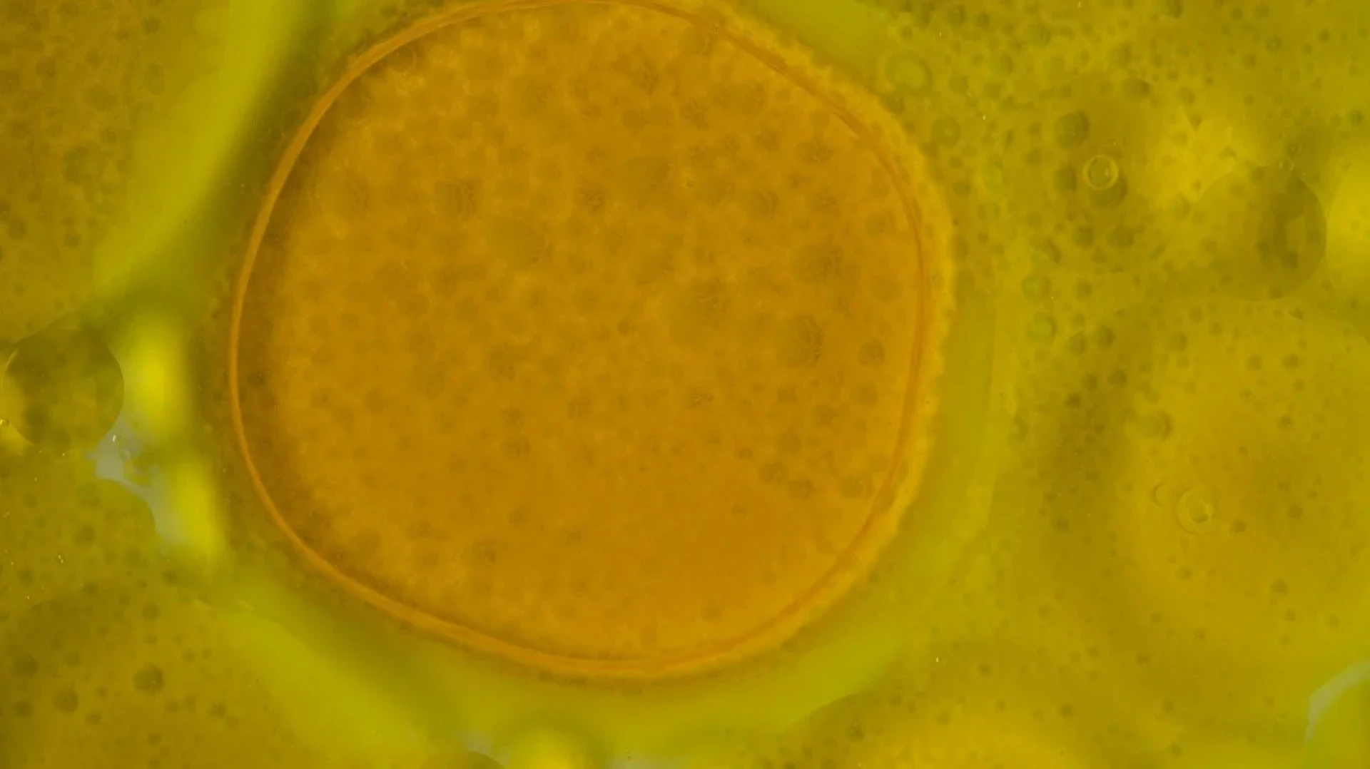 The Rise of Natural Dye Companies: Sustainable Color for a Greener Future
