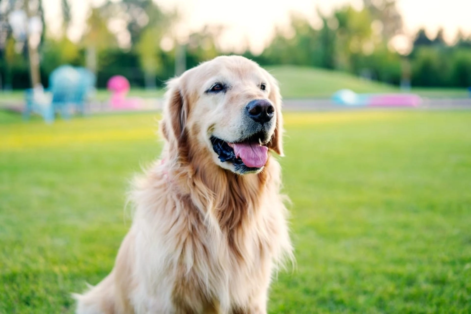 Friendliest Dogs – The Ultimate Guide for Loving Companions