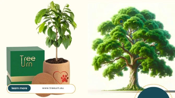Biodegradable, Compostable & Eco-Friendly Urns: What You Should Understand