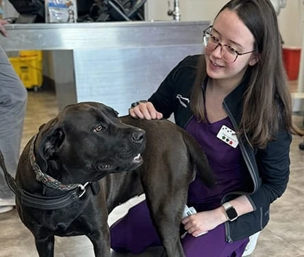 Comprehensive Pet Care Services from Experienced Veterinarians