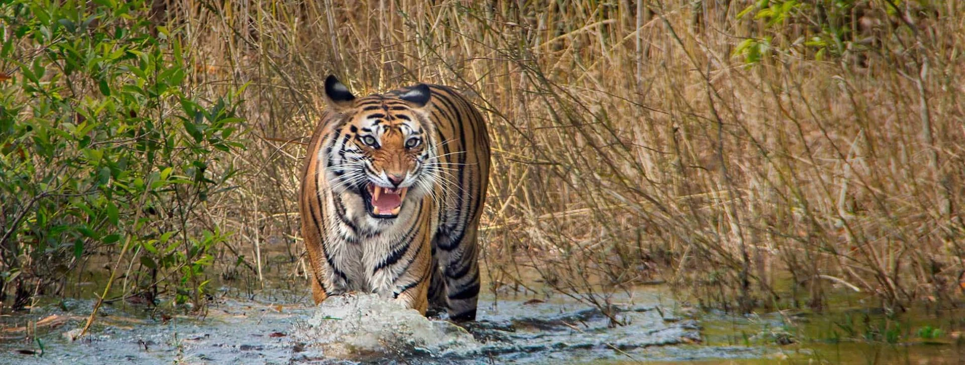 Top Tiger Photography Tours: Capture the Royal Bengal Tiger in Its Natural Habitat