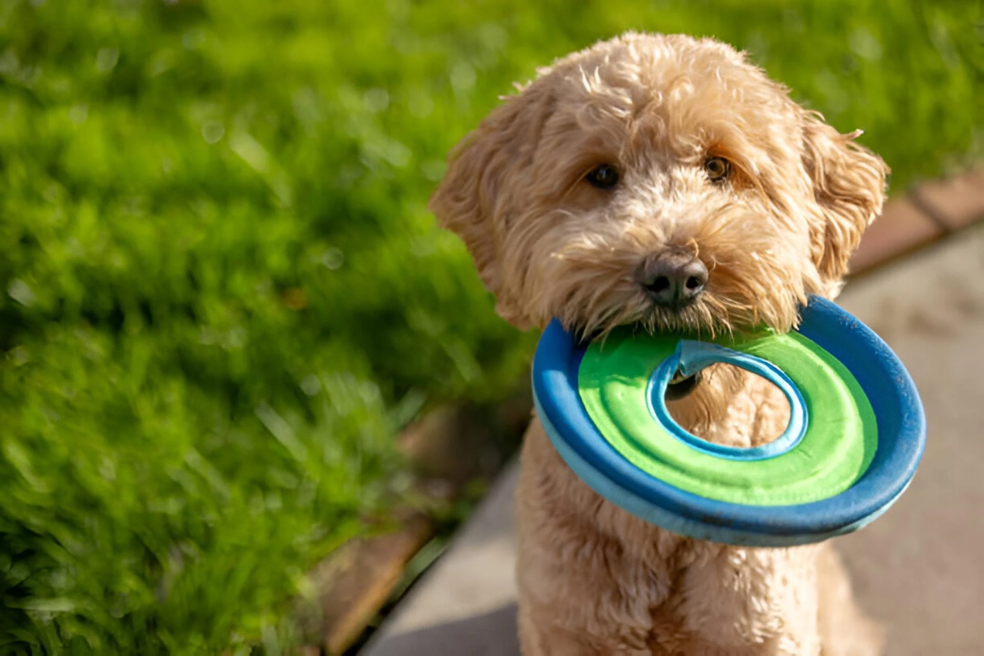 Hypoallergenic Goldendoodles: The Perfect Allergy-Friendly Dog for Families 