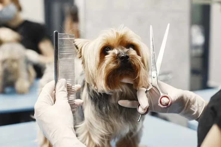 The Difference Between a Regular Bath and a Full Grooming Session