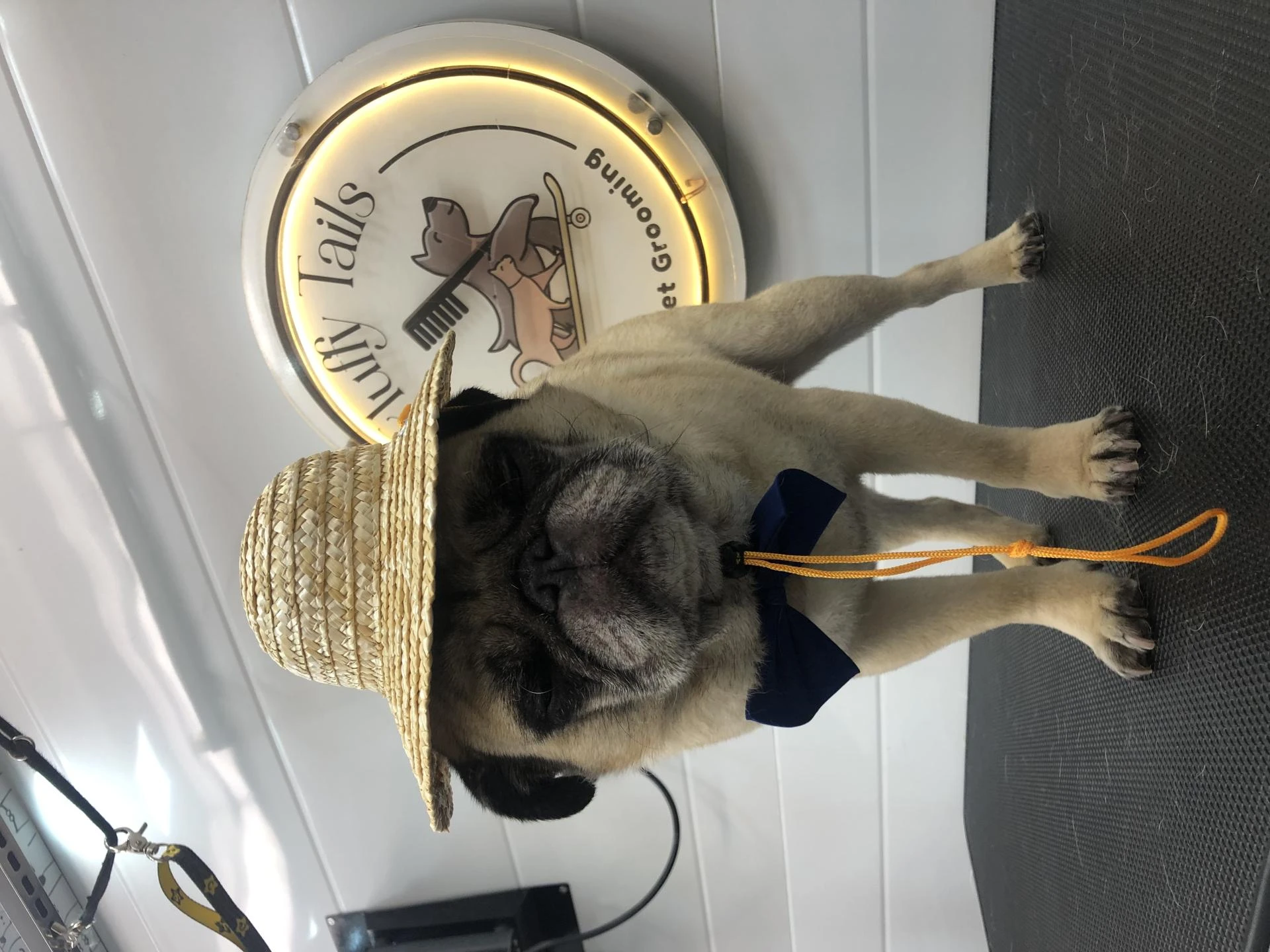Fluffy, Fresh, and Fabulous: The Modern Pet Grooming Revolution