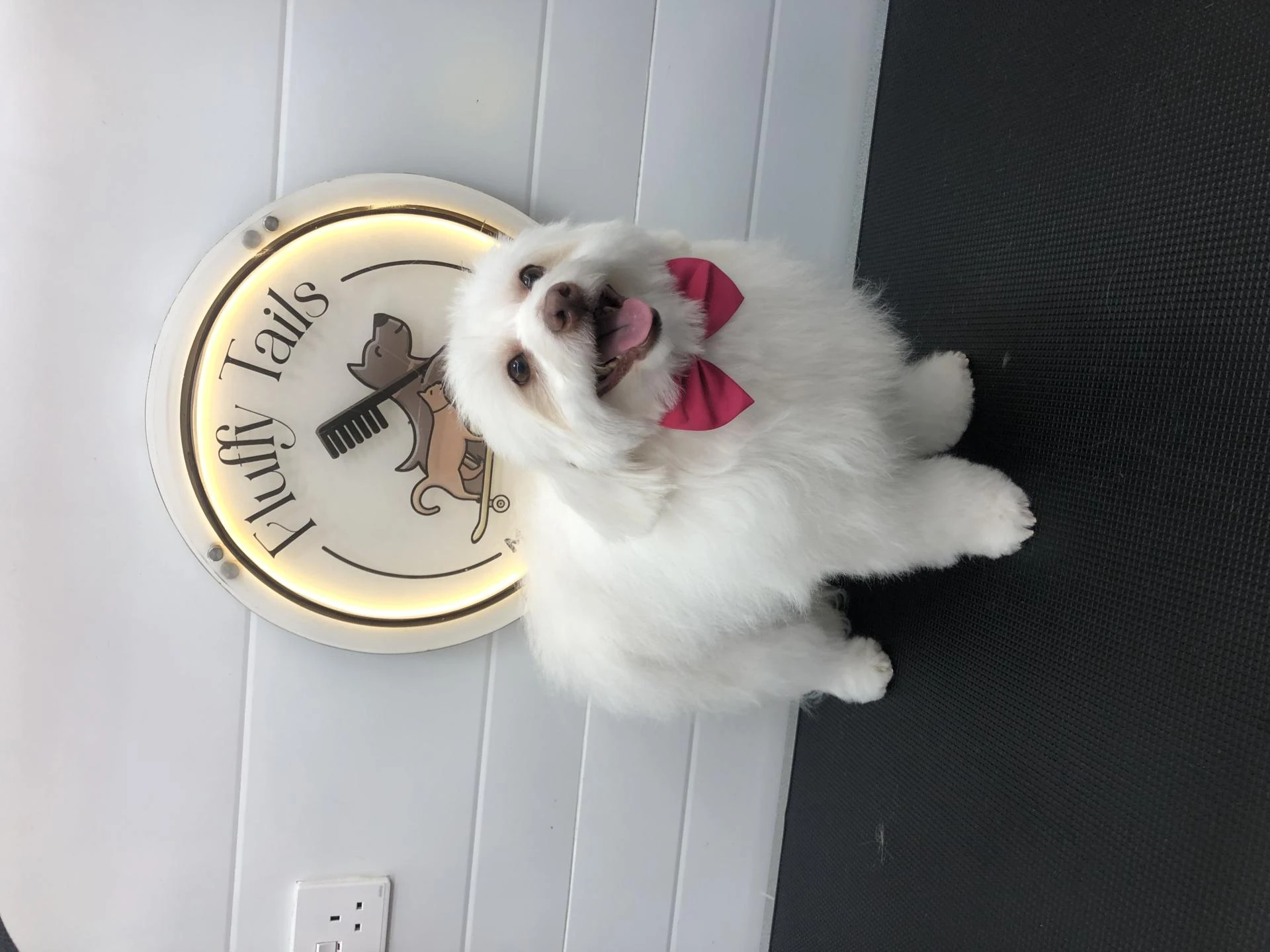 Pet Grooming for Seniors: Gentle Care for Aging Companions