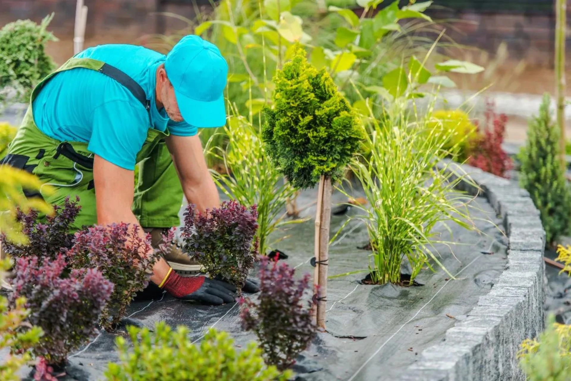 Sod vs. Seed: Which Is Best for Your Buffalo Lawn