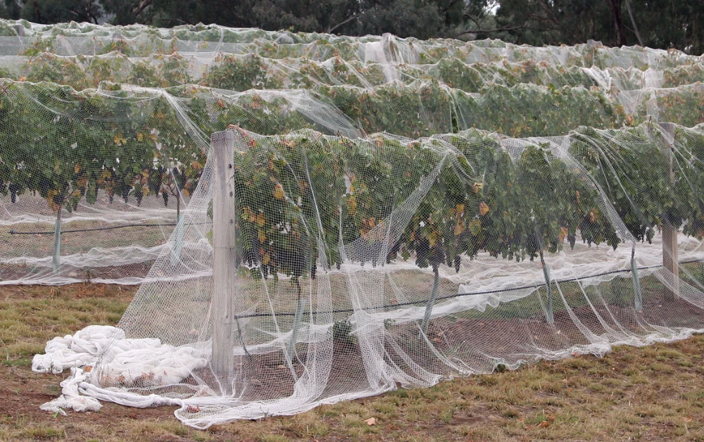 Could the Right Bird Nets Finally Solve Your Pest Problem?