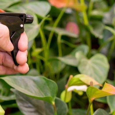 Early Warning Signs: Detecting Parasites Before They Damage Your Plants