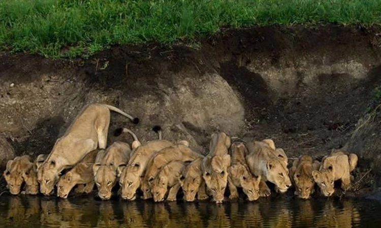 Nairobi National Park: How to Visit & the Best Time to Go