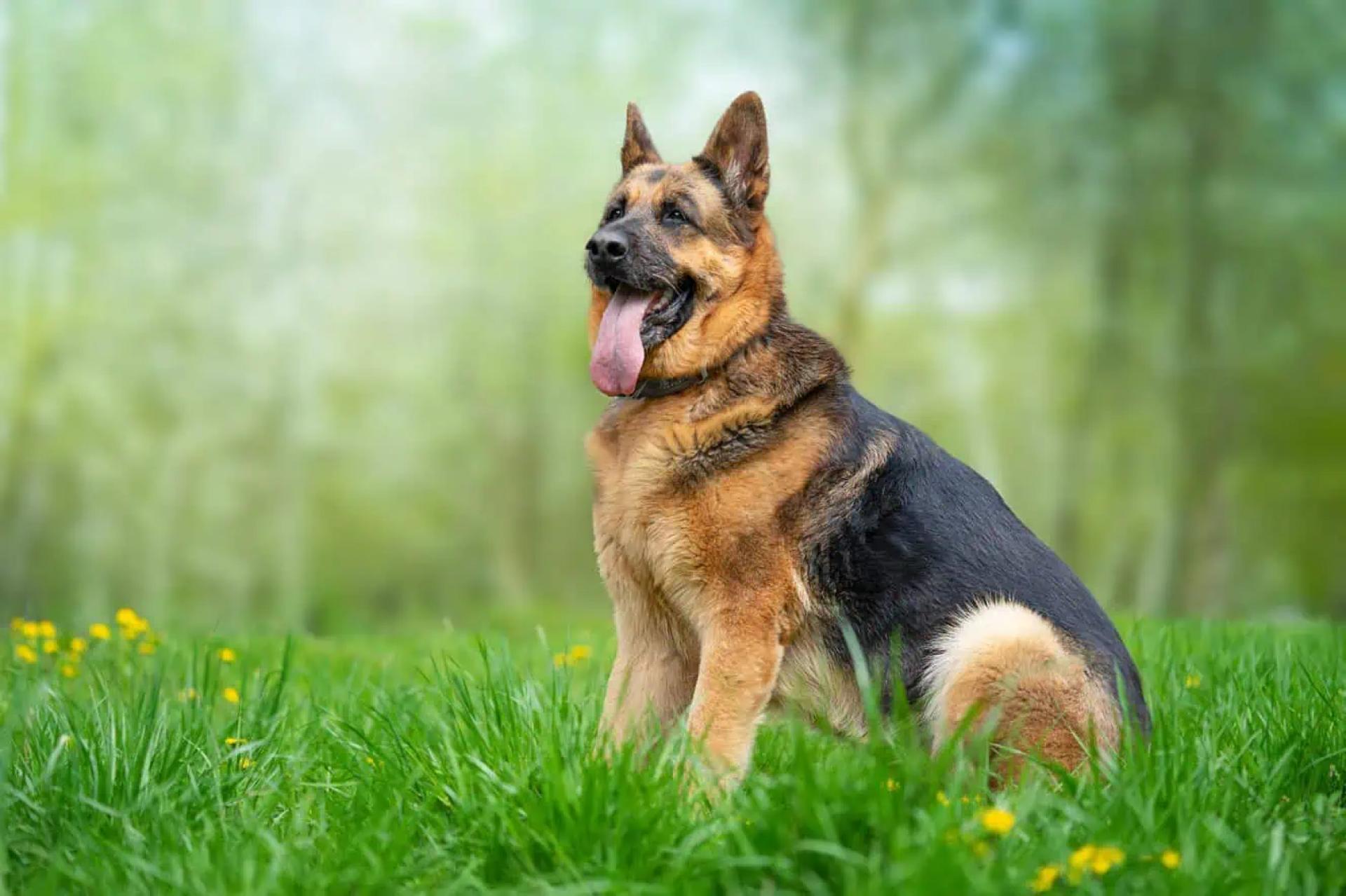 Forget the Cameras! Discover Your Family's Furry 24/7 Security Guard