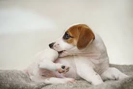 Decoding the Itch: A Deep Dive into Supplements for Dog Allergies