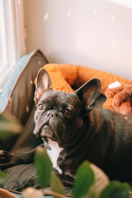Let’s Prepare Your Black Frenchie to Face This Cold Season With BlueHaven Guidelines!