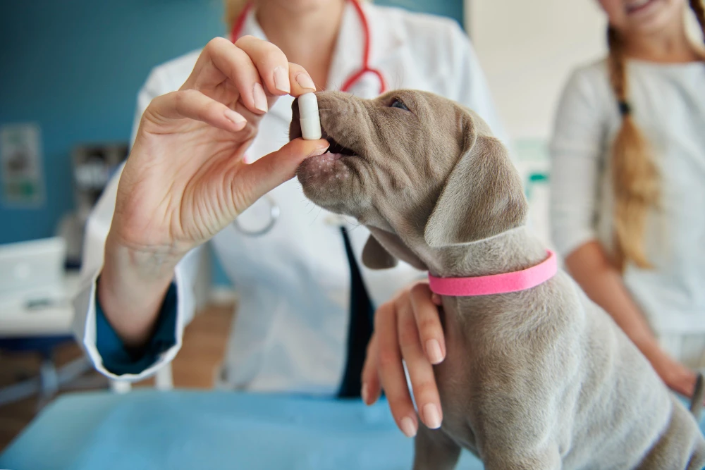 Natural Distemper Relief for Dogs: Best Homeopathic Approaches