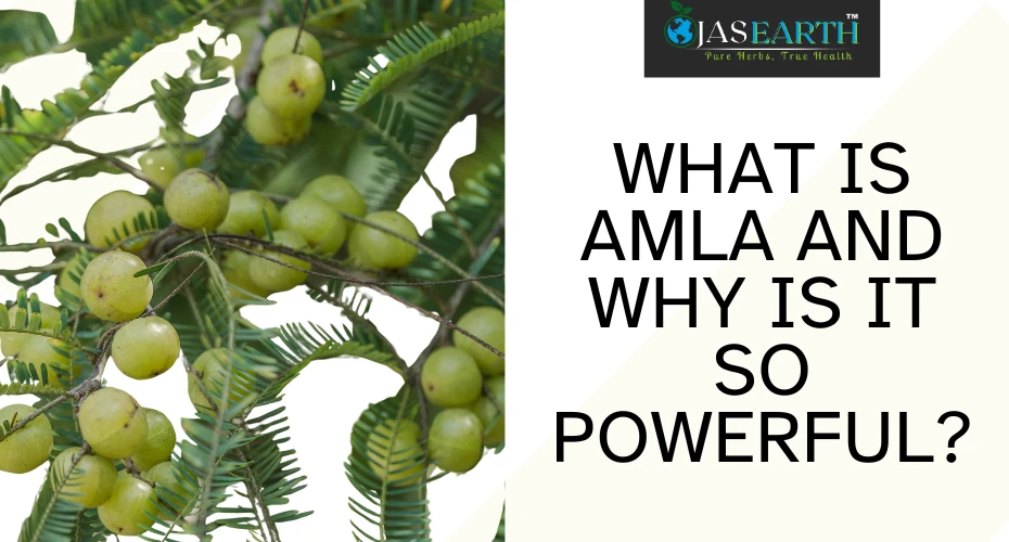 Amla Hair Care Routine: How to Use Amla Powder and Oil for Long, Healthy Hair