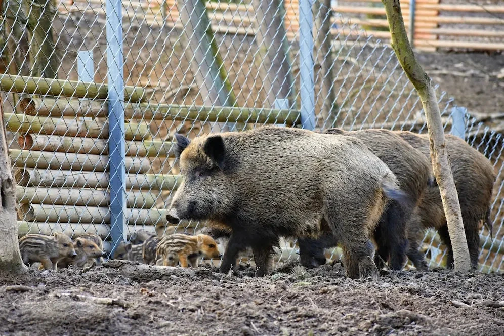 Step Into the Wild World of Hog Hunting in Texas