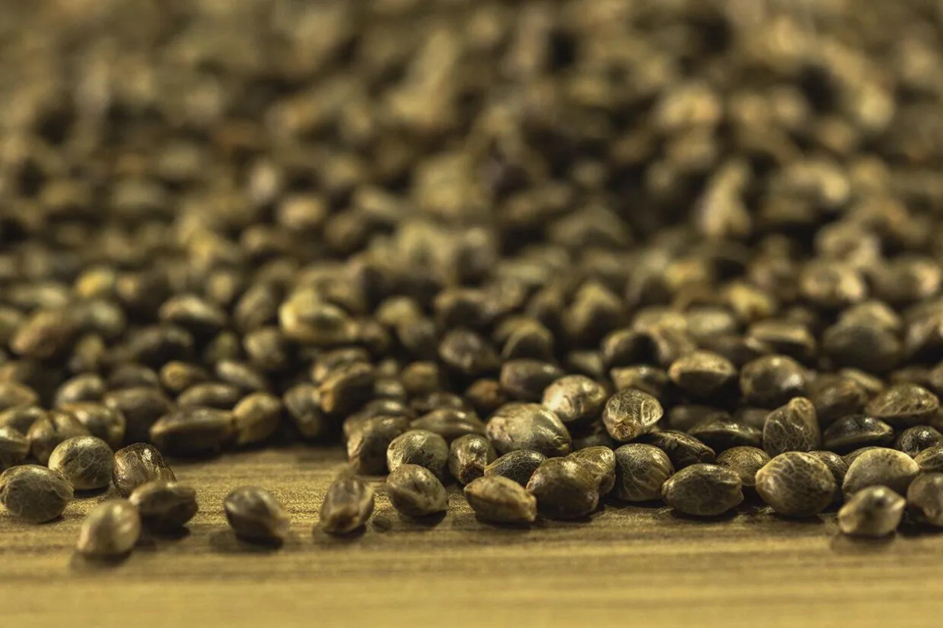 Indica, Sativa, Hybrid: How to Buy Marijuana Seeds Massachusetts by Goals