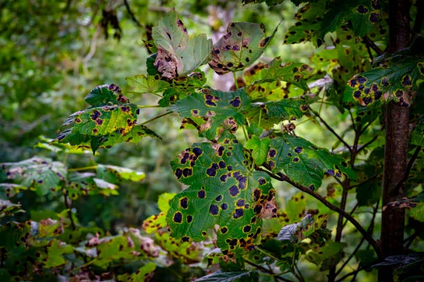 Why Are My Silver Birch Trees Dying? Signs and Solutions