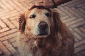 How to Put a Dog Down with Care: Pet Euthanasia at Home Adelaide