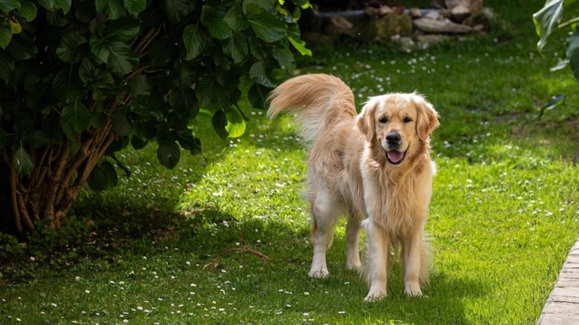 Friendliest Dog Breeds: Top Dogs That Love People and Make Great Family Pets