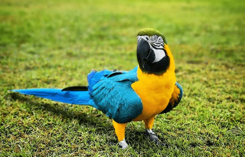African Grey Parrot Breeders: Finding a Trusted Source for an Intelligent Companion