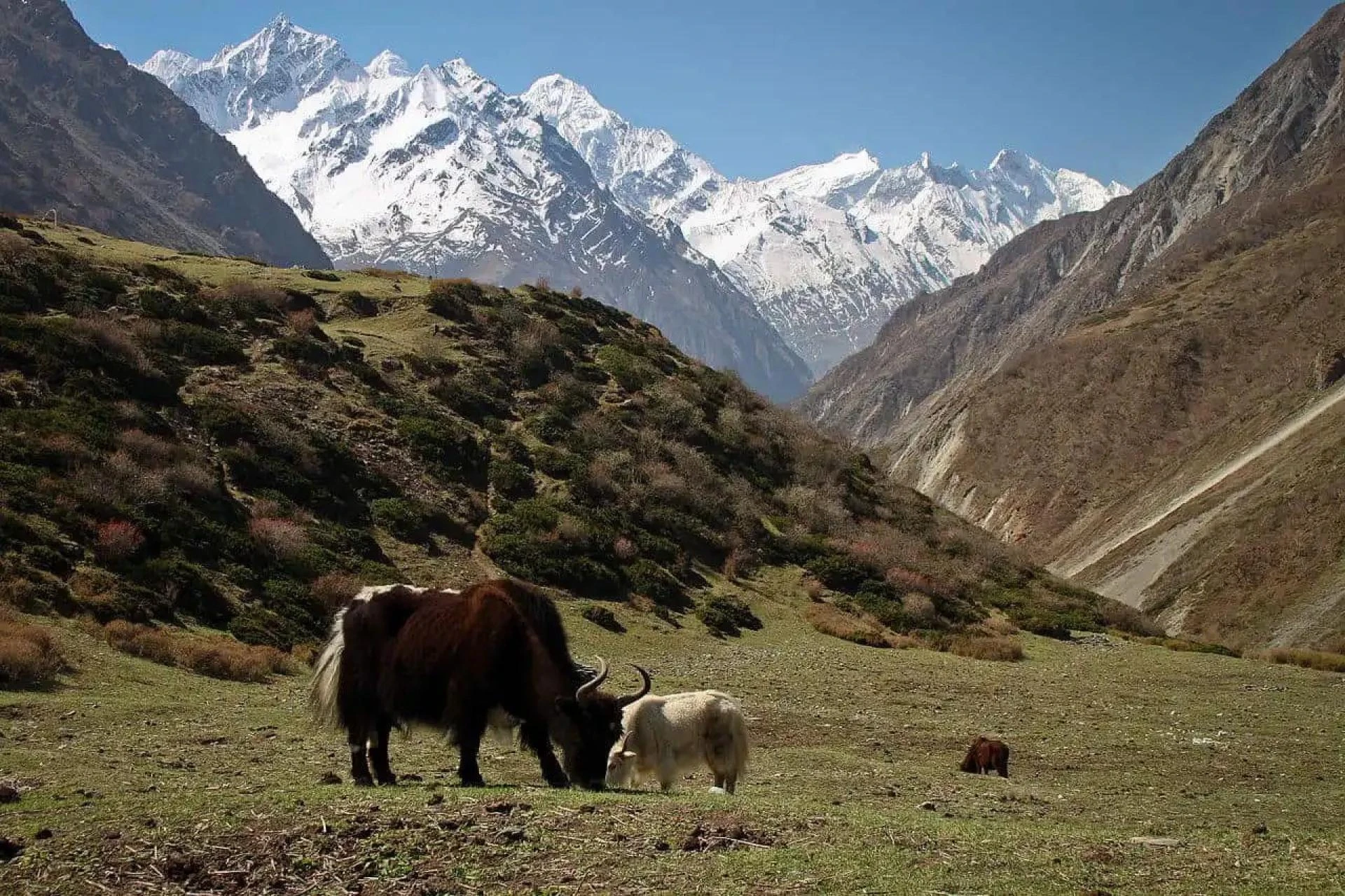 Planning Your Trek: Tsum Valley Difficulty Explained