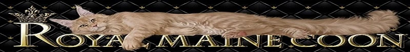 Why Maine Coon Cats For Sale Are In High Demand Worldwide