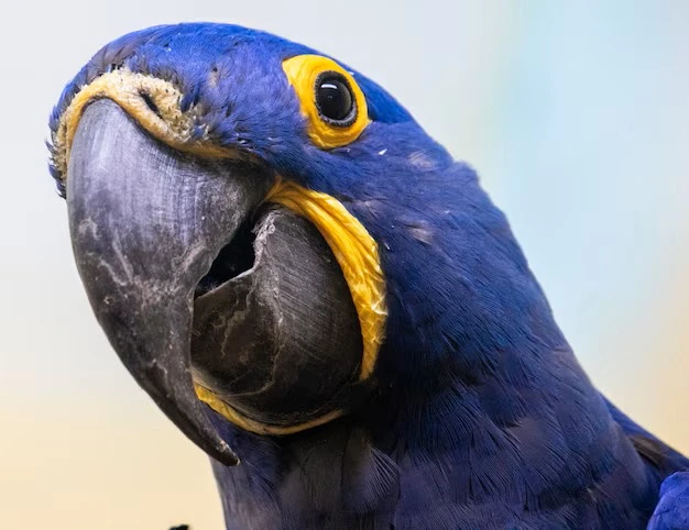 Types of Parrot Toys That Are Safe for This Species and Birds in General