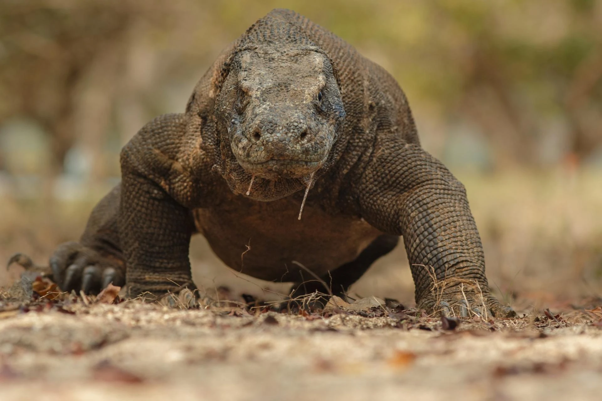 Where Do Komodo Dragons Live and How They Survive in the Wild