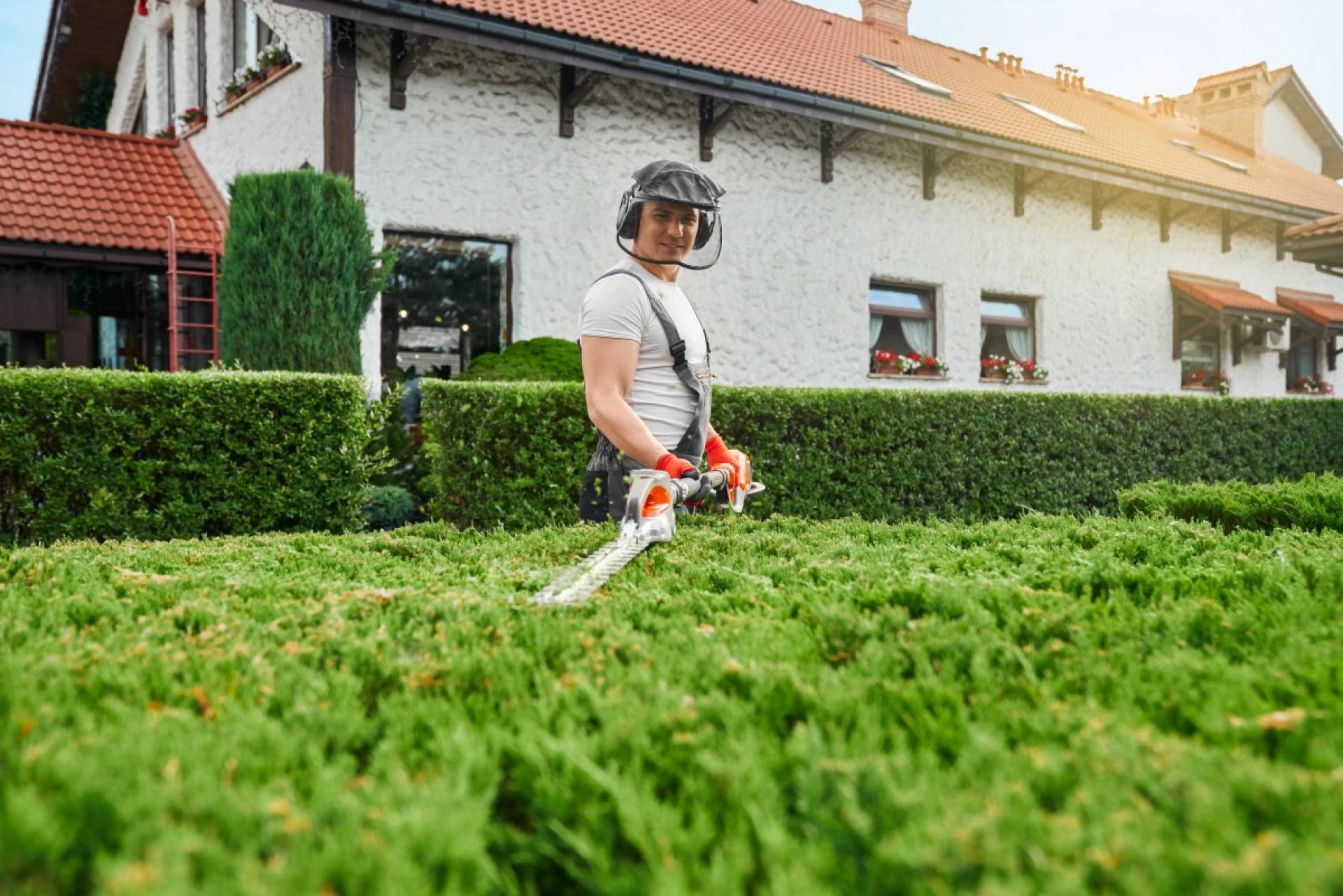 Tree Root Management and Underground Root Care in Buffalo NY