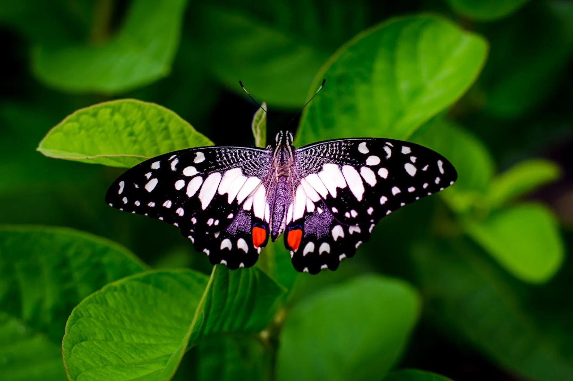 Mistakes to Avoid When Buying Cremation Urns Online