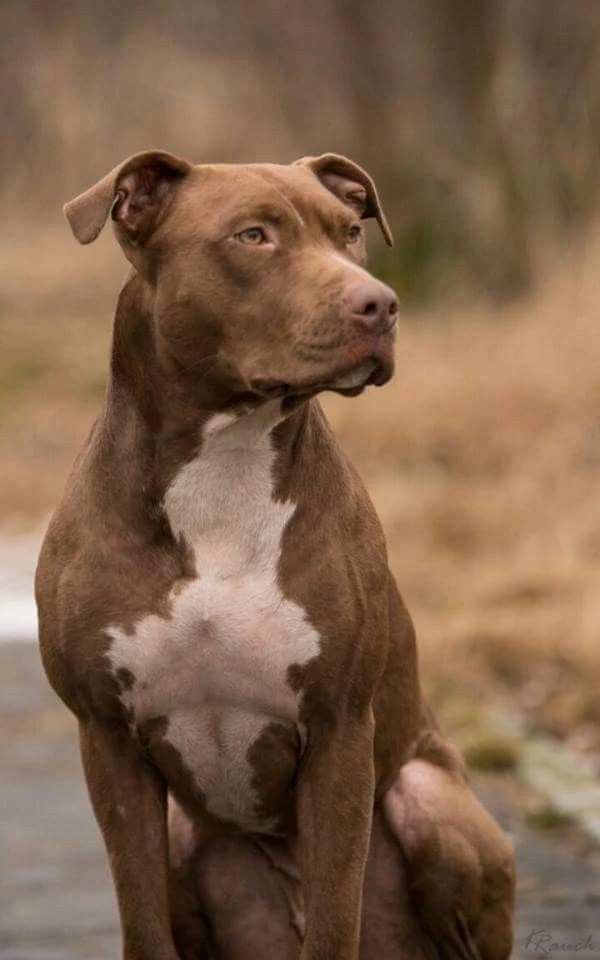 7 Powerful Secrets to Thriving with Red Nose Pitbulls