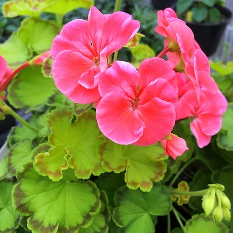Exploring the Creative World of Natura Creative with a Spotlight on Pelargonium Diva Queen