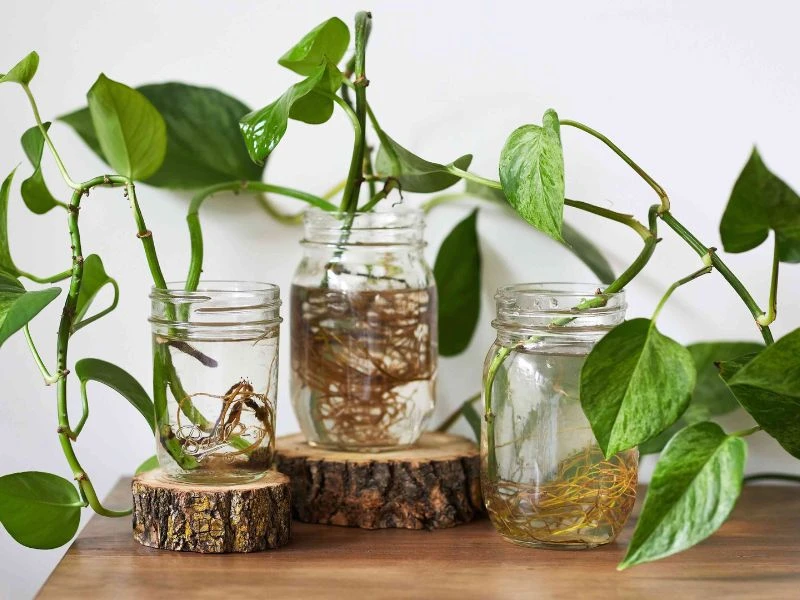 Tìm hiểu về dinh dưỡng cần thiết cho cây thủy sinh bán cạn