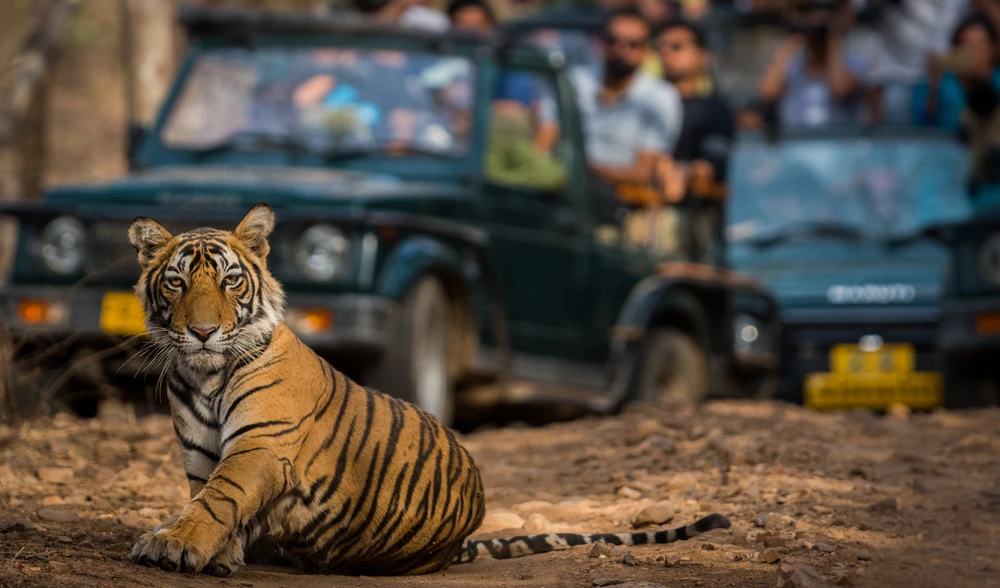 Ranthambore National Park Highlights That Attract Tourists Worldwide