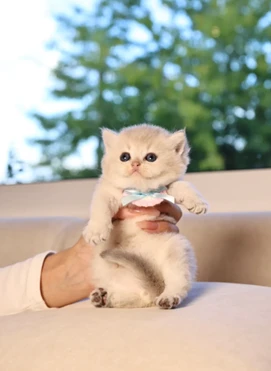 Bonding Without Overwhelming: Gentle Ways to Build Trust with Shy Kittens